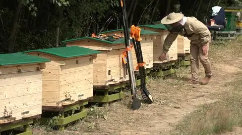 Ule pana Franciszka ktoś zalał ropą. "Załamało mnie to zupełnie". W odbudowie pasieki pomógł Bank Pszczeli