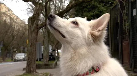 Psy do walki z koronawirusem