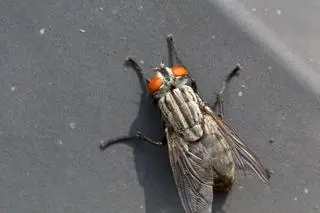 Muchówka z rodziny ścierwicowatych