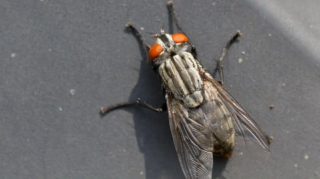 Owady jak detektywi. "Potrafią wyczuć ciało z 30 metrów"