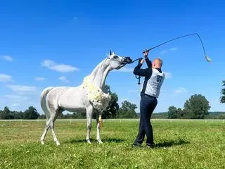 Siedmiolatka Evett Magic także czempionką w kategorii klaczy starszych