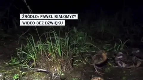 slideshow powrót batalionow