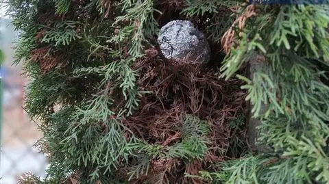 "W ozdobnych kulach wiszących na iglakach było pół kilograma amfetaminy"