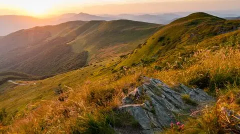 Tarnica