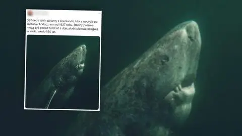 "395-letni rekin polarny z Grenlandii"? Autor zdjęcia wyjaśnia