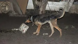 Pies trzymany był na łańcuchu 