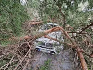 Drzewo przygniotło bmw