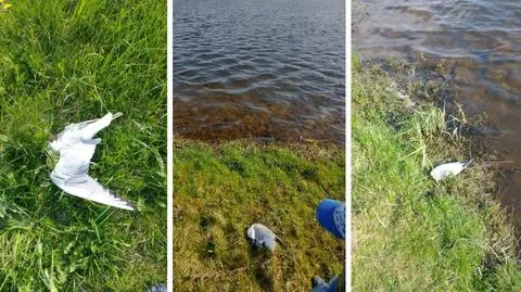 Martwe mewy znaleziono w Gołdapi