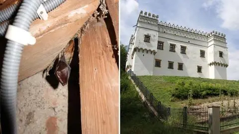 Nietoperz w kasztelu w Szymbarku