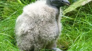 "W wieku 2 miesięcy waży już 5 kilogramów" 
