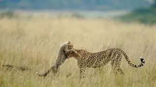Pierwsze miejsce w kategorii "Natura" wg internautów: Tender Moment