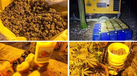 Zlikwidowana plantacja konopi pod Łodzią