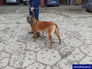 Szkolili policyjne psy 