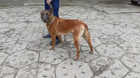 Szkolili psy i złapali nastolatka z narkotykami