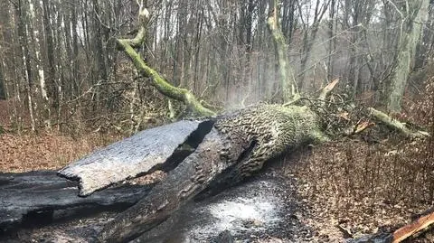 "Dąb Rzeczypospolitej" przetrwał wieki, spłonął. "Prawdopodobną przyczyną było podpalenie" 