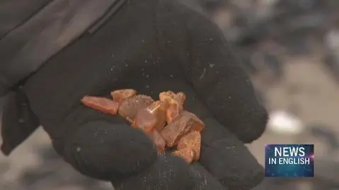 Amber seekers took to the beaches of Poland