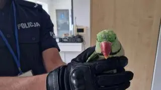 Papuga pukała w okno, była wycieńczona. Policja szukała właściciela