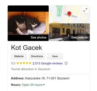 Kot Gacek największą atrakcją Szczecina według użytkowników Google