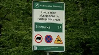 To skrót z Białowieży do Narewki