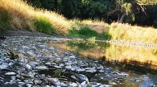 Katastrofa ekologiczna w Odrze. Zdjęcia Ochotniczej Straży Pożarnej w Gostchorzu