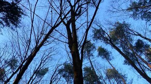 Syryjka w hipotermii znaleziona w lesie na Podlasiu