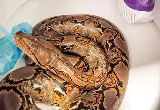 Nie tylko pyton w muszli klozetowej. W takich miejscach znajdowano egzotyczne zwięrzeta