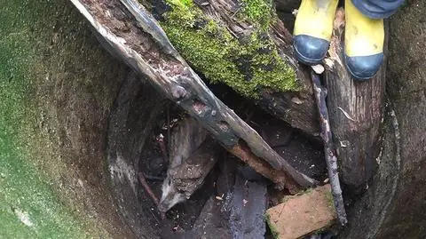 Po uwolnieniu "dziczek ruszył w las, nawołując swoją watahę"