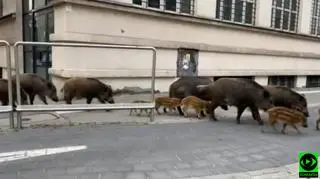 Dziki w centrum Gdyni