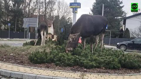 Łosie na rondzie Łosia