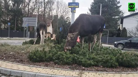 Łosie na rondzie Łosia