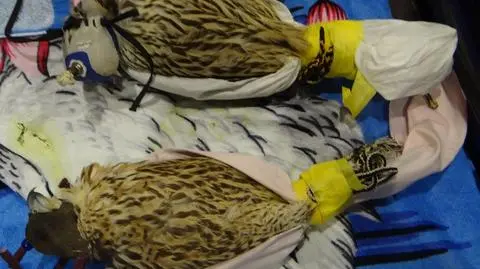Man detained for trying to smuggle live peregrine falcons into Poland