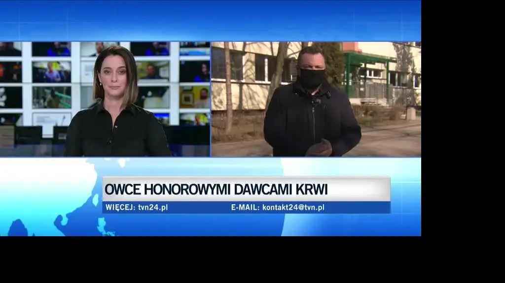 owce