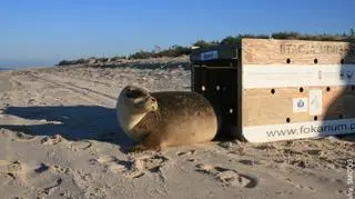 A z niego Rowek trafił wprost do Bałtyku