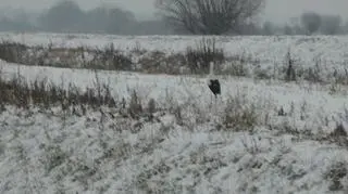Mieszkańcy starają się go dokarmiać 