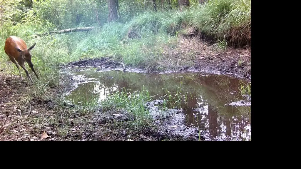 Wesołe pląsy młodego jelenia