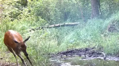 Wesołe pląsy młodego jelenia