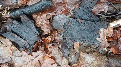 Ślady po męczeństwie więźniów znalezione w lesie. Trafią do Muzeum Stutthof