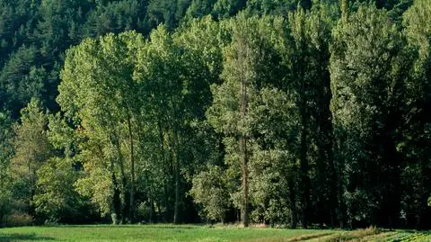 Lasy osikowe rozwijają różnorodność życia roślinnego i zwierzęcego