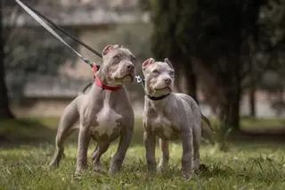 American Bully XL