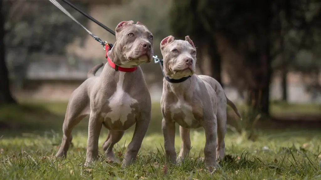 Psy rasy American Bully XL