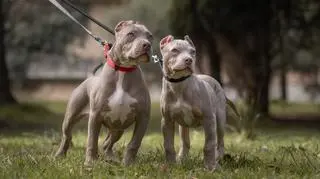 Psy rasy American Bully XL