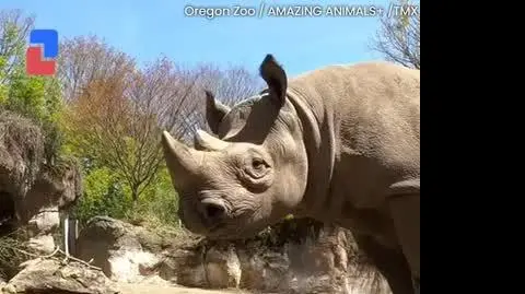 NOSOROZEC_VIDEO_PION_2605