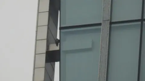 Sokół był widziany 3 marca