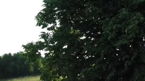 dron 