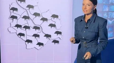 Ile jest dzików w Warszawie?
