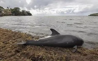 Martwy delfin na plaży na Mauritiusie