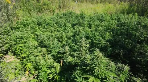 Duża plantacja konopi za krzakami. Właściciele wpadli podczas ścinania roślin
