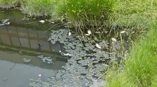 Śnięte ryby w zbiorniku wodnym w centrum miasta