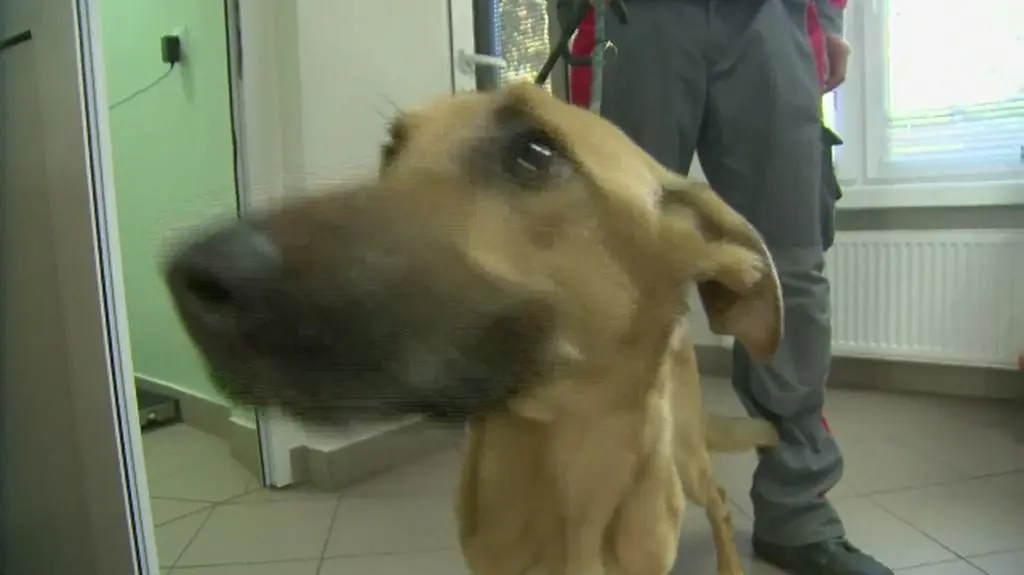 Tak Saba wraca do zdrowia