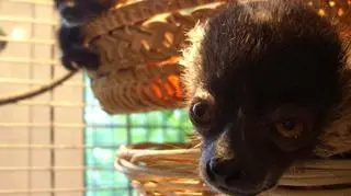 Lemury wari z wrocławskiego zoo